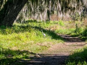 A white egret standing in tall grass by a dirt path at Circle B Bar Reserve, under a tree with hanging Spanish moss.