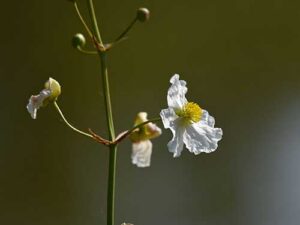 White flower with crinkled petals and a yellow center at Sherwood L. Stokes Preserve in Polk County, Florida