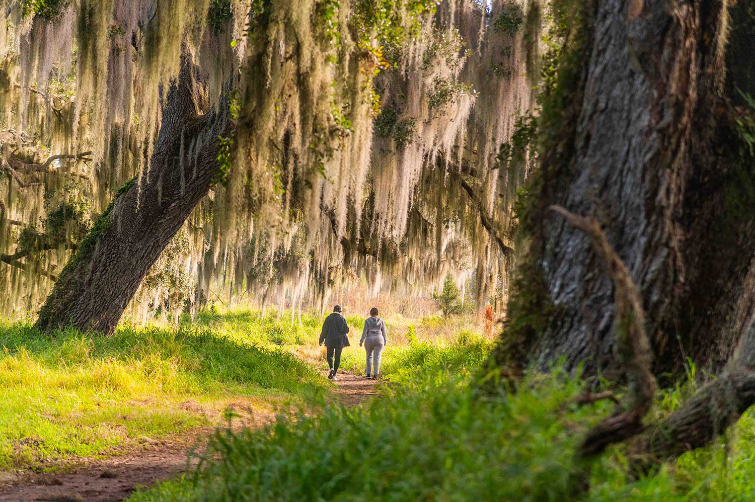 two people walking on a path in Circle B Bar Reserve under trees draped with Spanish moss.