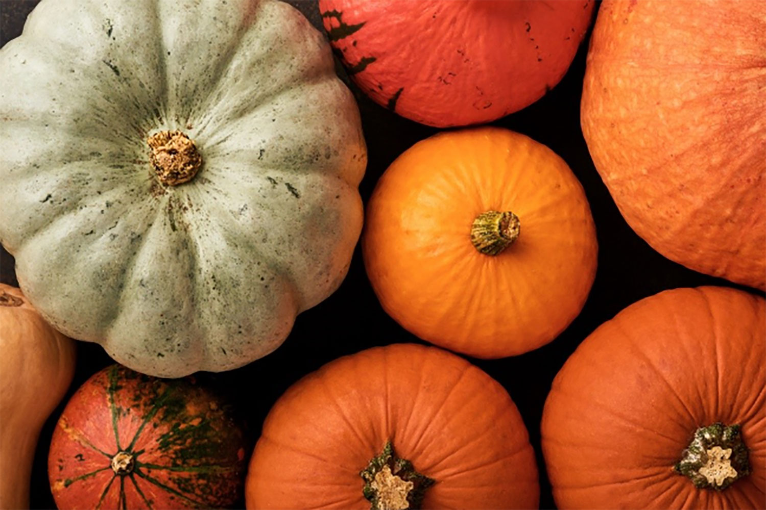 Surtido de calabazas y calabacines de invierno en tonos naranja, rojo y verde salvia.